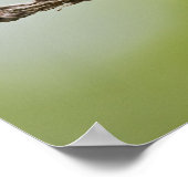 Poster Peint Bunting Passerina ciris) chant masculin (Coin)