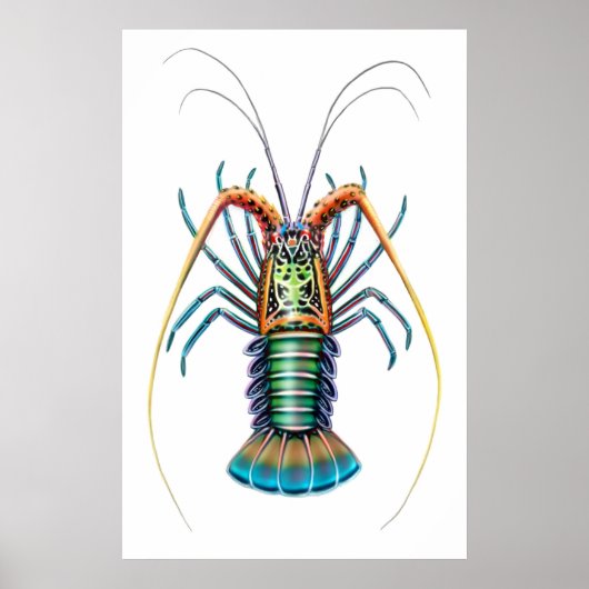 Poster peint de homard épineux (Devant)