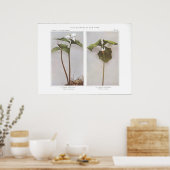 Poster Peint Wake-Robin - Trillium undulatum (Cuisine)