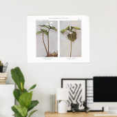 Poster Peint Wake-Robin - Trillium undulatum (Bureau à domicile)