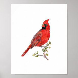 Poster Peinture à l'aquarelle Cardinal Rouge oiseau
