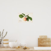 Poster Peinture à l'aquarelle de fruits (Malus Domestica) (Cuisine)