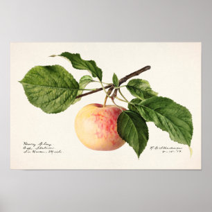 Poster Peinture à l'aquarelle de fruits (Malus Domestica)