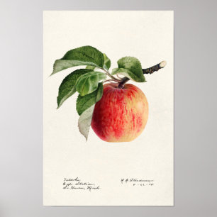 Poster Peinture à l'aquarelle de fruits (Malus Domestica)