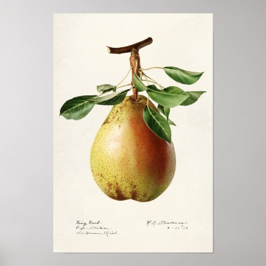 Poster Peinture à l'aquarelle de fruits (Pyrus Communis) (Devant)