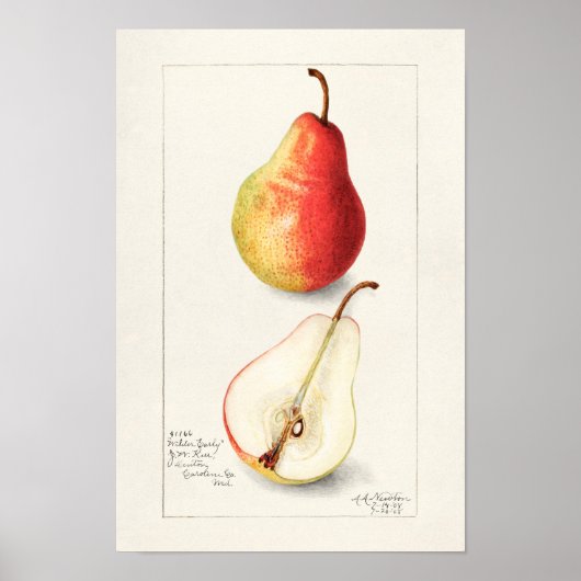 Poster Peinture à l'aquarelle de fruits (Pyrus Communis) (Devant)