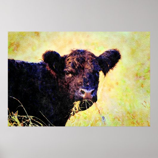 Poster Peinture à l'aquarelle de la vache Beltie Galloway (Devant)