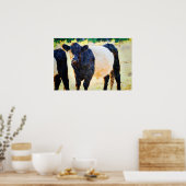 Poster Peinture à l'aquarelle de la vache Beltie Galloway (Cuisine)