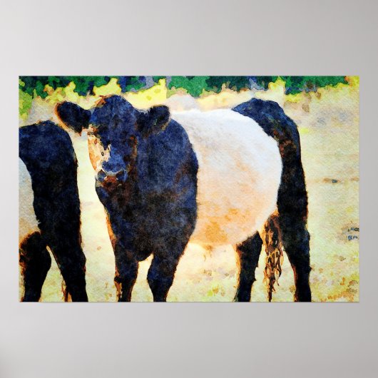 Poster Peinture à l'aquarelle de la vache Beltie Galloway (Devant)