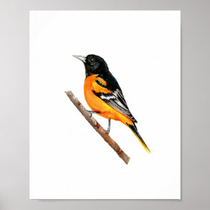 Poster Peinture à l'aquarelle de l'oiseau Oriole de Balti