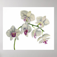 Peinture à l'aquarelle des orchidées