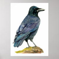 Peinture à l'aquarelle du corbeau