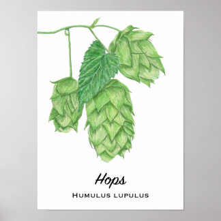 Poster Peinture à l'aquarelle du houblon de bière