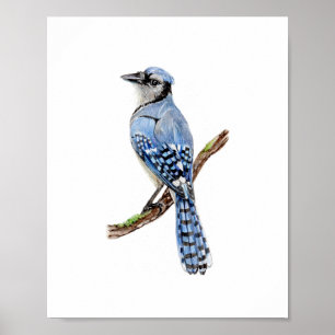 Poster Peinture à l'aquarelle Geai bleu oiseau