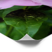 Poster Peinture à l'huile de pivoine rose (Coin)