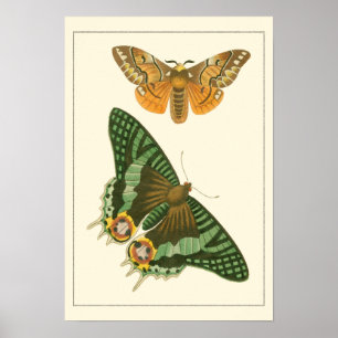 Poster Peinture à papillon légèrement frontière