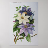 Poster Peinture acrylique de la vigne Lilac Clematis (Devant)