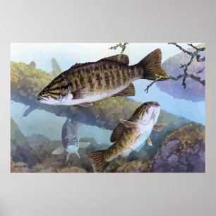 Poster Peinture basse de Smallmouth