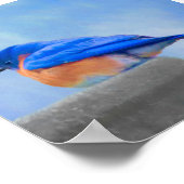 Poster Peinture Bluebird - Art original pour oiseaux (Coin)