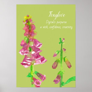 Poster Peinture botanique Foxglove