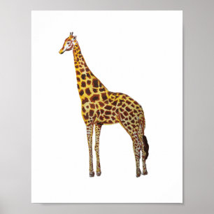 Poster Peinture d'animaux de safari à girafe