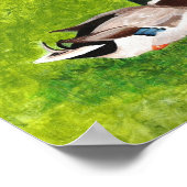Poster Peinture de canard colvert assis dans l'herbe Affi (Coin)