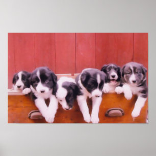 Poster Peinture de chiots Border Collie dans un tiroir