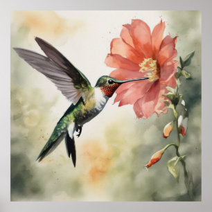 Poster Peinture de couleur de l'eau du colibri gracieux