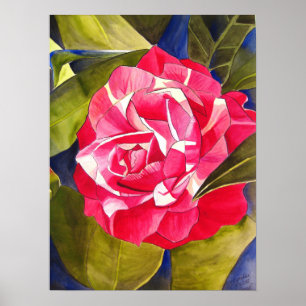 Poster Peinture de fleurs rose Camellia