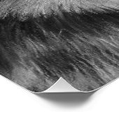 Poster peinture de loup gris en noir et blanc (Coin)