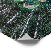 Poster Peinture de Peacock étalant ses plumes (Coin)