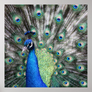 Poster Peinture de Peacock étalant ses plumes