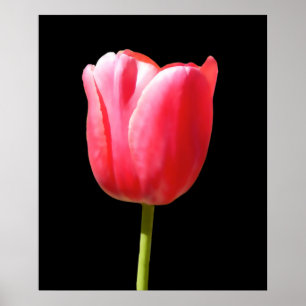 Poster Peinture de tulipe à tige unique spéciale