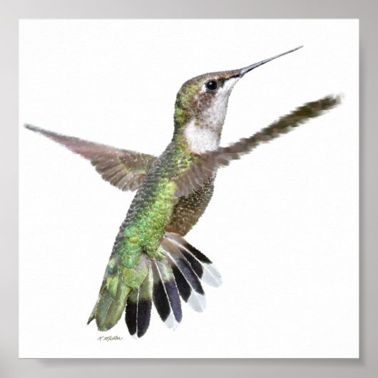 Poster Peinture des colibris de Berylline (Devant)