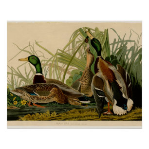 Poster Peinture d'oiseaux de Mallard Duck Audubon