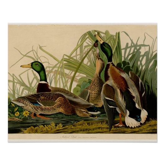 Poster Peinture d'oiseaux de Mallard Duck Audubon (Devant)