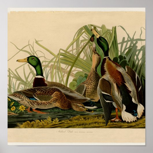 Poster Peinture d'oiseaux de Mallard Duck Audubon (Devant)