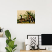 Poster Peinture d'oiseaux de Mallard Duck Audubon (Bureau à domicile)