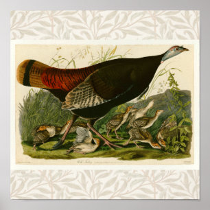 Poster Peinture d'oiseaux sauvages de Turquie Audubon