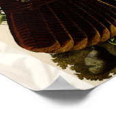 Poster Peinture d'oiseaux sauvages de Turquie Audubon (Coin)