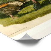 Poster Peinture d'oiseaux sauvages de Turquie Audubon (Coin)