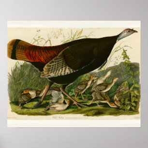 Poster Peinture d'oiseaux sauvages de Turquie Audubon
