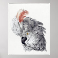 Peinture d'un perroquet à tête de Cockatoo - Aert