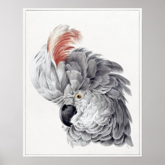 Poster Peinture d'un perroquet à tête de Cockatoo - Aert  (Devant)