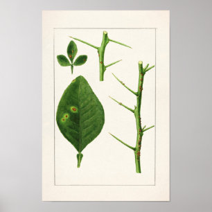 Poster Peinture Feuille orange (Poncirus Trifoliata)