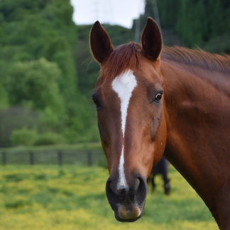 Poster peinture murale