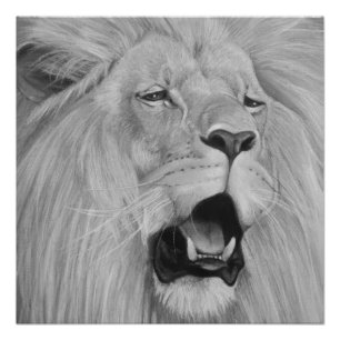 Poster peinture noire et blanche de faune de lion