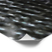 Poster Peinture Nuthatch à poitrine blanche Art original (Coin)