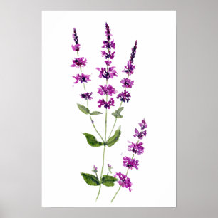 Poster peinture originale aquarelle fleurs de sauge viole