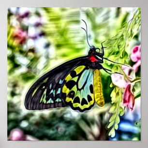 Poster Peinture papillon